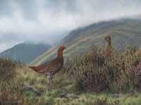 red grouse